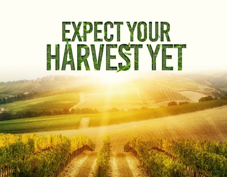 Expect Your Harvest Yet